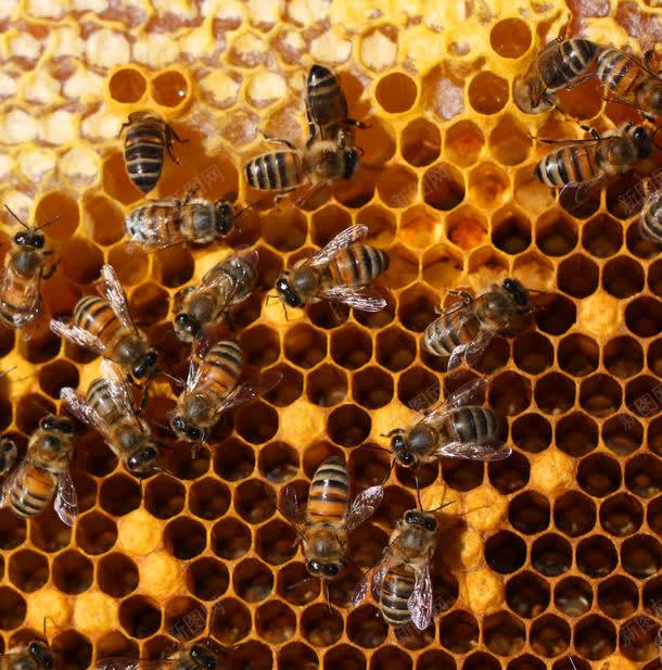 正在蜂窝上忙碌的蜜蜂jpg设计背景_88icon https://88icon.com 图片素材 底纹背景 正在蜂窝上忙碌的蜜蜂图片 正在蜂窝上忙碌的蜜蜂图片下载 正在蜂窝上忙碌的蜜蜂图片素材下载 背景花边 蜂窝 蜂胶 蜂蜜 蜜蜂 蜜蜂窝 补品