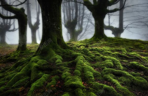 神秘森林迷雾壁纸背景