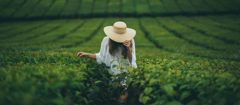 风景采茶女背景摄影图片