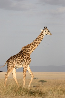 一只奔跑的长颈鹿背景