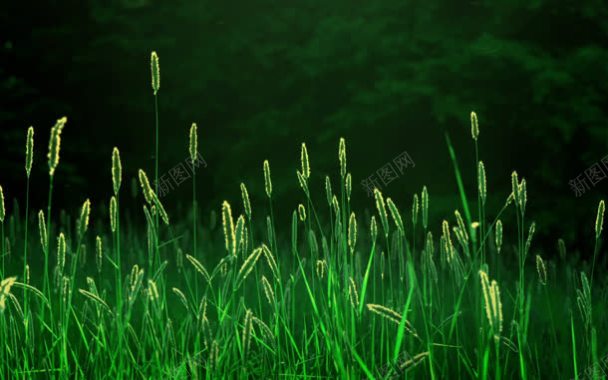 狗尾巴草绿色自然植物背景