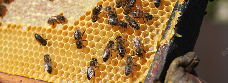 蜜蜂背景图jpg_88icon https://88icon.com 摄影 海报banner 蜂巢 蜂蜜 蜜蜂 风景