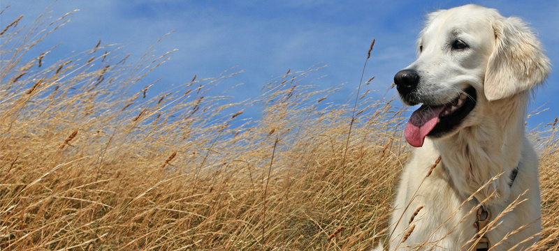 宠物狗野外背景图jpg设计背景_88icon https://88icon.com 宠物狗 宠物狗喂养 宠物狗安全 宠物狗清洗 宠物狗生活用品 宠物狗美容 户外 拉布拉多 萌宠 野外