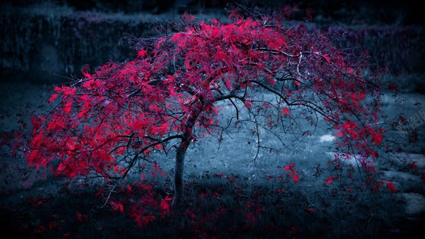 梦幻红色花朵草丛jpg设计背景_88icon https://88icon.com 梦幻 红色 花朵 草丛