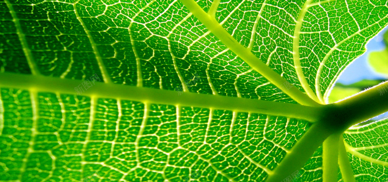 绿色植物摄影摄影图片