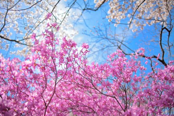 粉色树枝春季海报背景背景