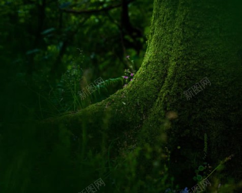绿色神秘树林小花背景