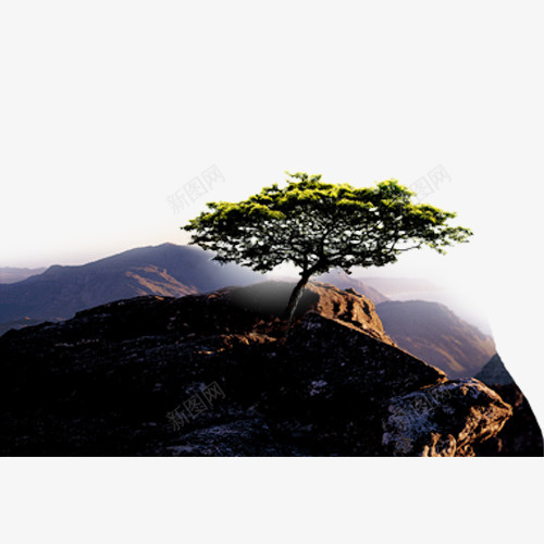 松树psd设计背景_88icon https://88icon.com 松树 绿松树 网页设计 装饰图案 高山