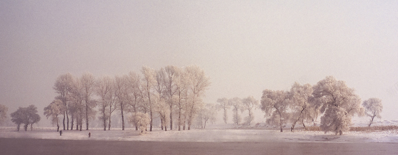 雪景树阳光冬天摄影图片