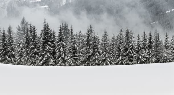 白色雪地松树林海报背景背景