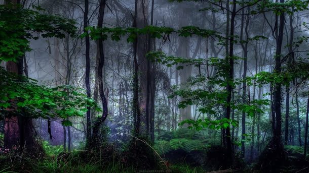 雾朦朦的绿色森林背景