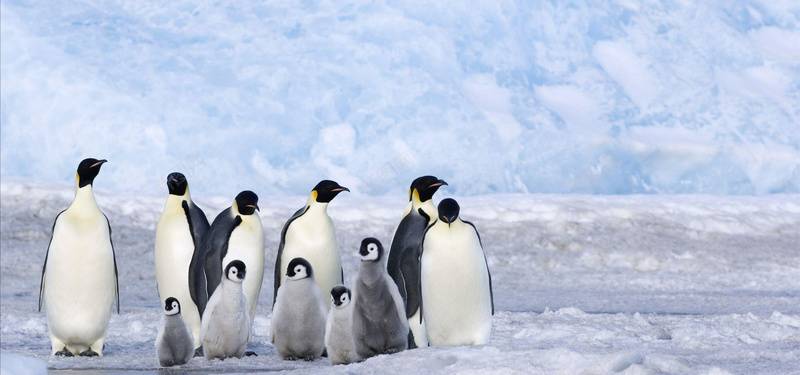 北极企鹅家用电器背景摄影图片