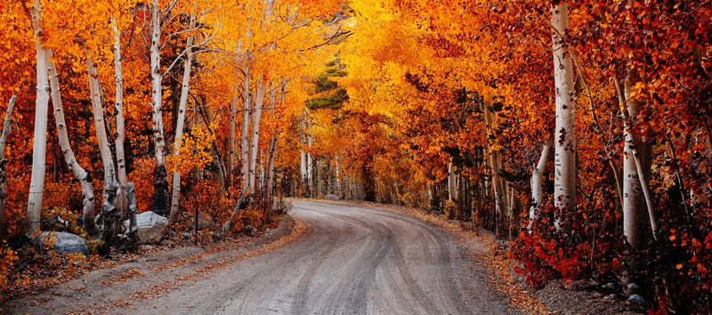 秋季枫树林小路背景摄影图片