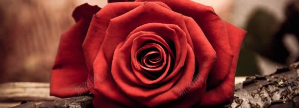 红玫瑰背景