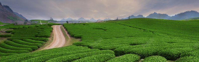 茶园背景jpg_88icon https://88icon.com 山脉 摄影 海报banner 绿色 茶叶 茶园 茶山 风景