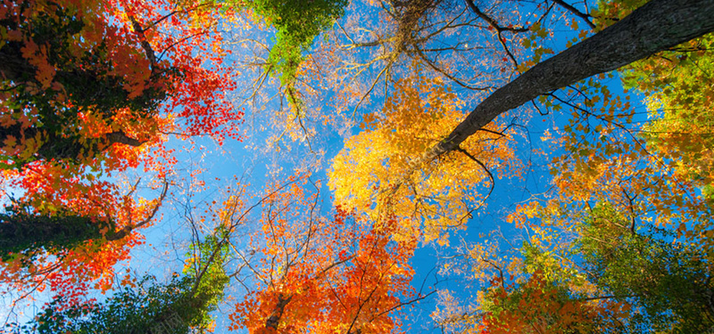 美丽的秋天树林风景摄影图片