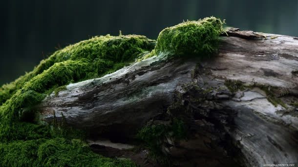 苔藓绿色神秘大树背景