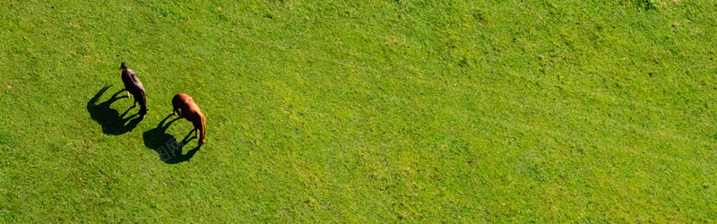 草原上吃草的马摄影图片