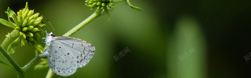 摄影植物上的白蝴蝶背景摄影图片