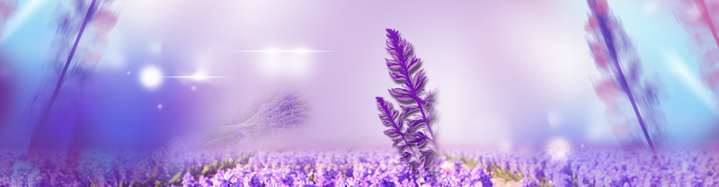 紫色花海banner背景psd_88icon https://88icon.com 摄影 海报banner 紫色 花海 花田 风景