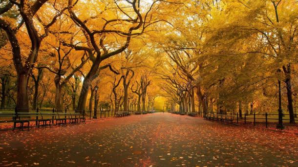 金色秋季树林海报背景背景