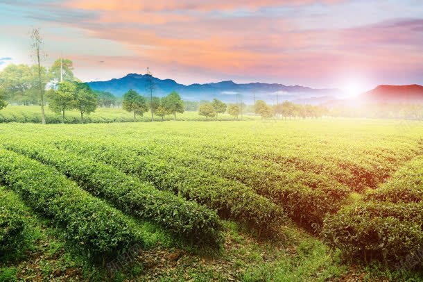 茶园唯美阳光绿色植物jpg设计背景_88icon https://88icon.com 绿色植物 茶园 阳光