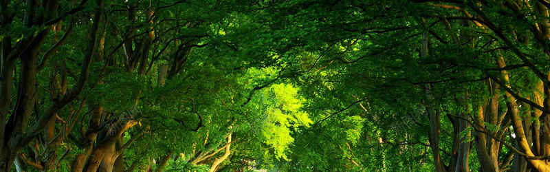 夏天里的绿色大树林背景摄影图片