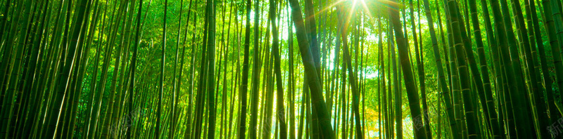 清新竹林背景摄影图片
