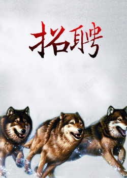 狼群精神雪地中的狼群精神招聘海报背景高清图片