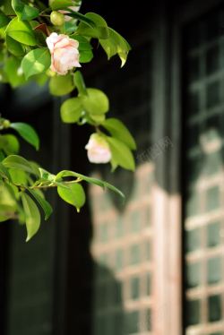 院中古老院中绿色植物带花特写高清图片