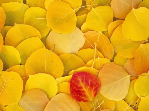 金黄色的杏叶树叶背景