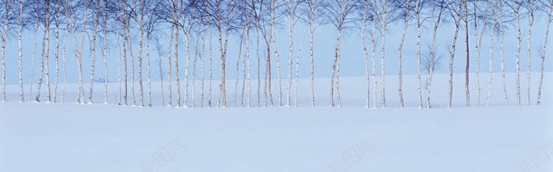 树木雪景背景
