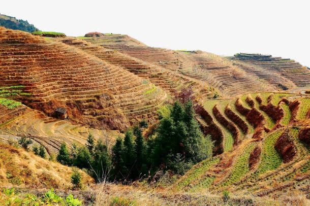 西龙脊梯田风景png免抠素材_88icon https://88icon.com 广西 旅游 景点 梯田 风景