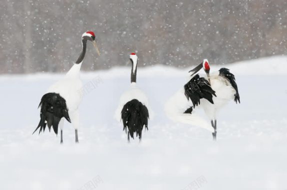 丹顶鹤雪景壁纸背景