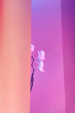 粉紫色背景前的小花朵背景