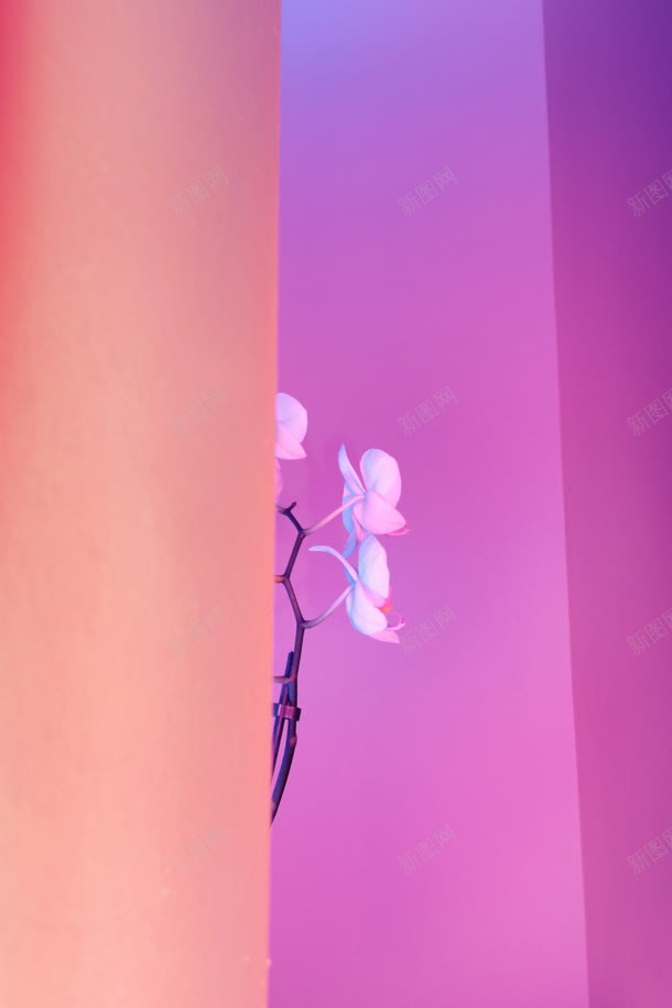 粉紫色背景前的小花朵jpg设计背景_88icon https://88icon.com 紫色 背景 花朵
