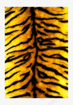 虎背纹理虎皮纹理贴图高清图片