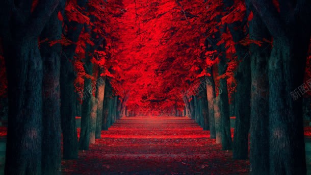 古老的红色树叶小路背景