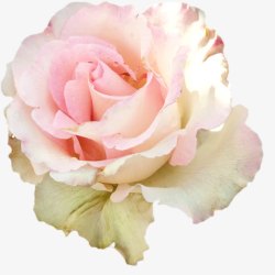 花白色玫瑰花素材