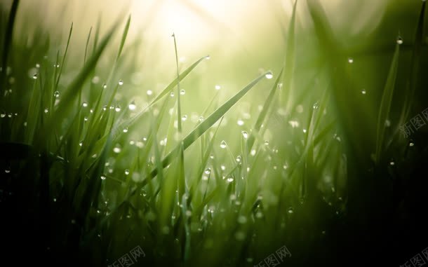 草叶露珠清新自然jpg设计背景_88icon https://88icon.com 清新 自然 草叶 露珠