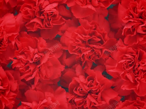 红色鲜花花卉壁纸背景