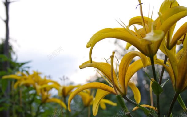 黄色花朵壁纸背景