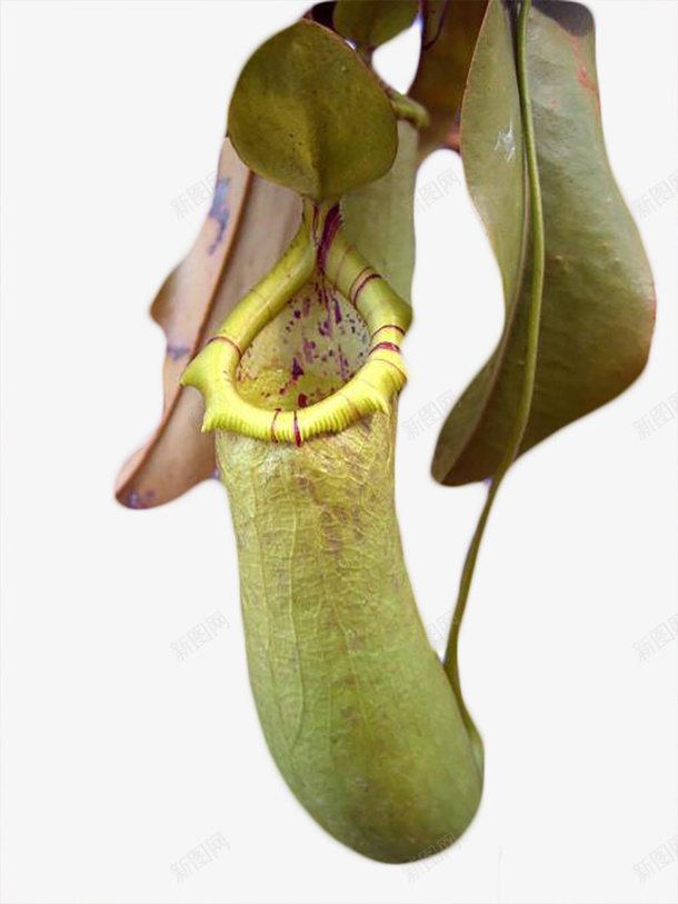 几片叶子下一颗绿色带紫色斑点的png免抠素材_88icon https://88icon.com 几片叶子下 几片叶子下一颗绿色带紫色斑点的猪笼草免费下载 带盖子的草 猪笼草 猪笼草矢量素材 紫色斑点 红绿色的尾巴 绿色猪笼草 面向生长的