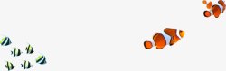 游动的小丑鱼和神仙鱼素材