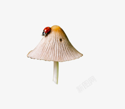 蘑菇爬着瓢虫的蘑菇素材