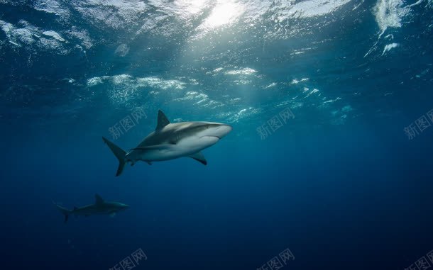 水下鲨鱼海报背景jpg设计背景_88icon https://88icon.com 水下 海报 背景 鲨鱼