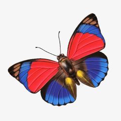 红蓝蝴蝶透明素材