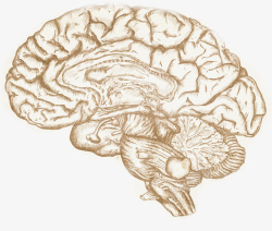 人体大脑图透明背景素材