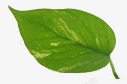 一片大叶子素材