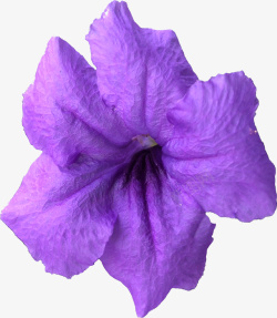 烂漫紫色花瓣素材